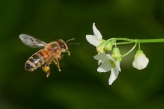 Bee at Work.8x10Stephen-Miller